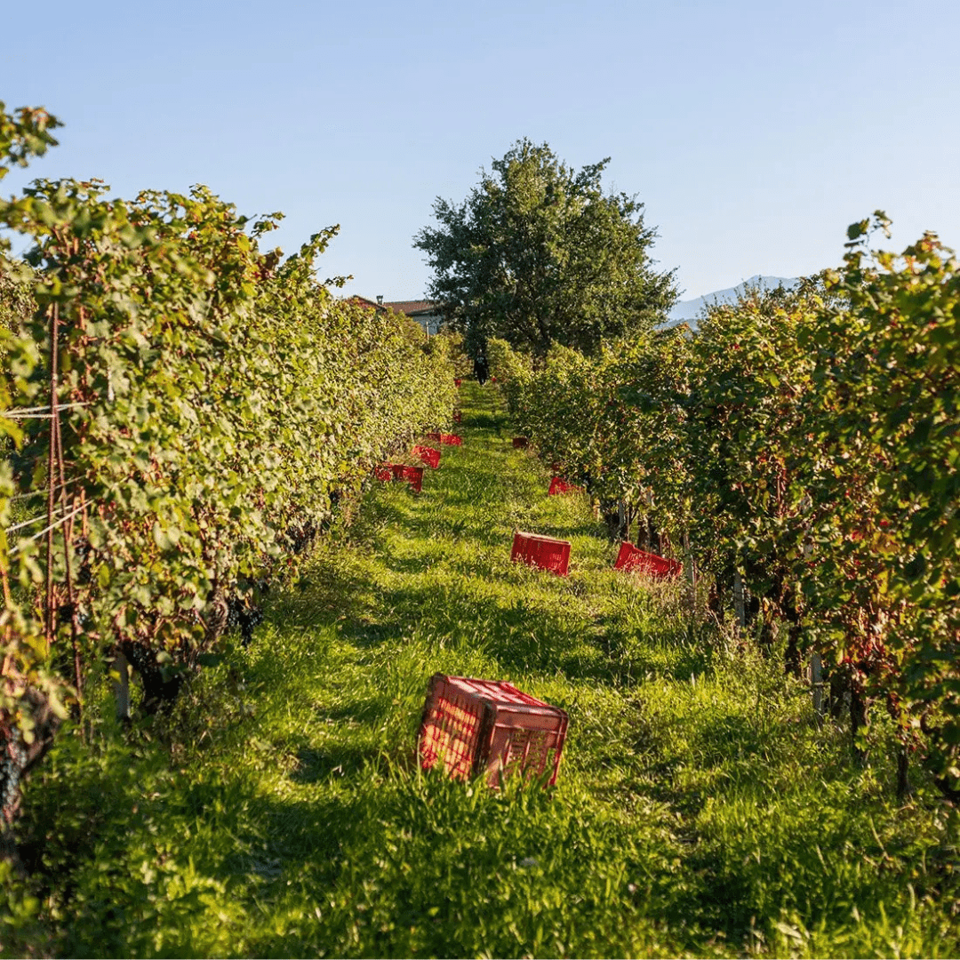 Chionetti 2021 Langhe Nebbiolo  Italian wine - SALA Caffe Co