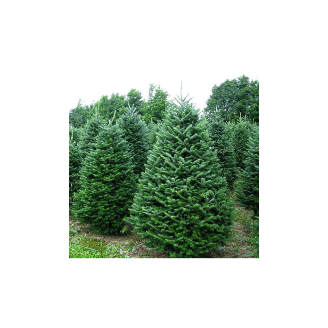 CHRISTMAS COLLECTION - ALBERO DI NATALE candle - SALA Caffe Co