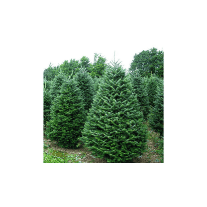 CHRISTMAS COLLECTION - ALBERO DI NATALE candle - SALA Caffe Co