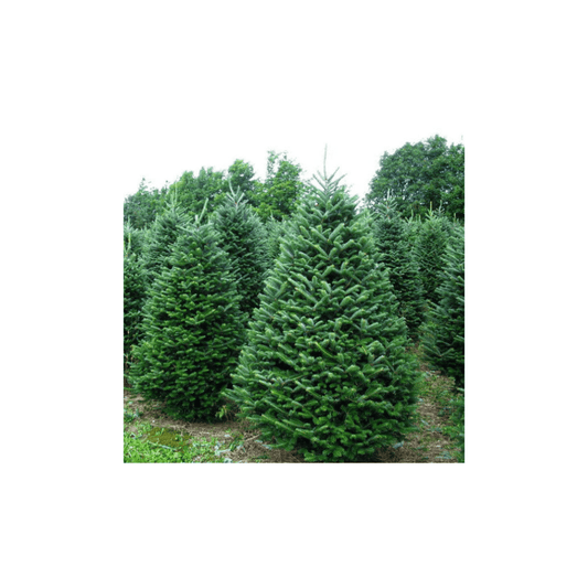 CHRISTMAS COLLECTION - ALBERO DI NATALE candle